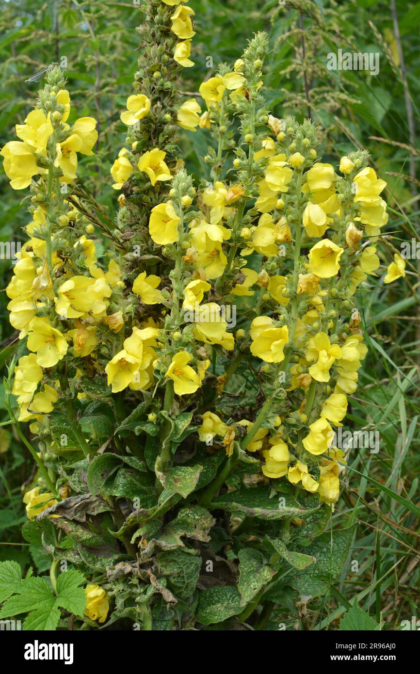 In the summer, mullein (Verbascum) blooms in the wild Stock Photo
