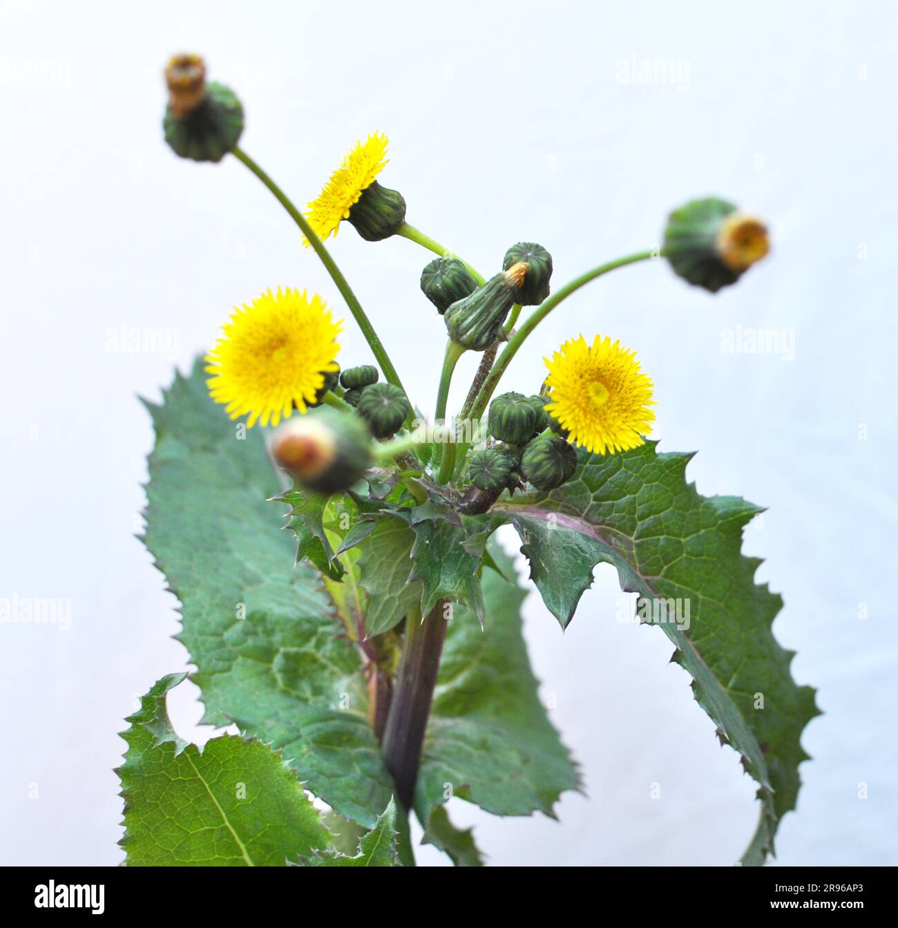 Yellow thistle (Sonchus asper) grows in the wild. Stock Photo