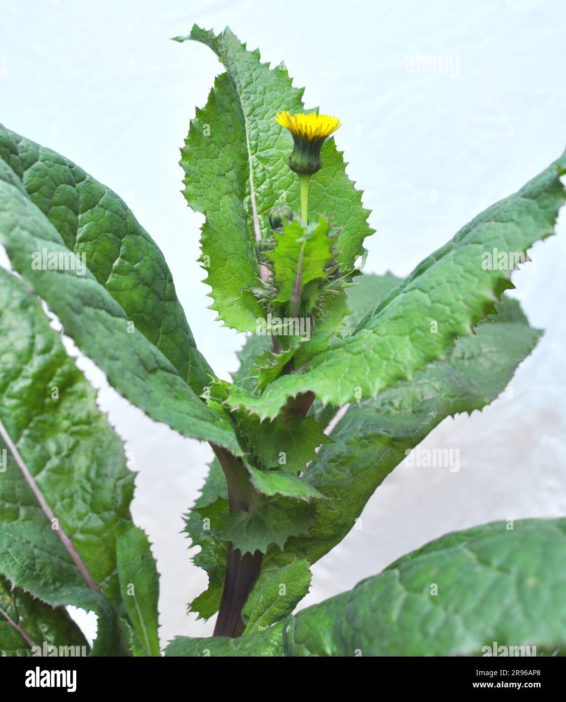 Yellow thistle (Sonchus asper) grows in the wild. Stock Photo