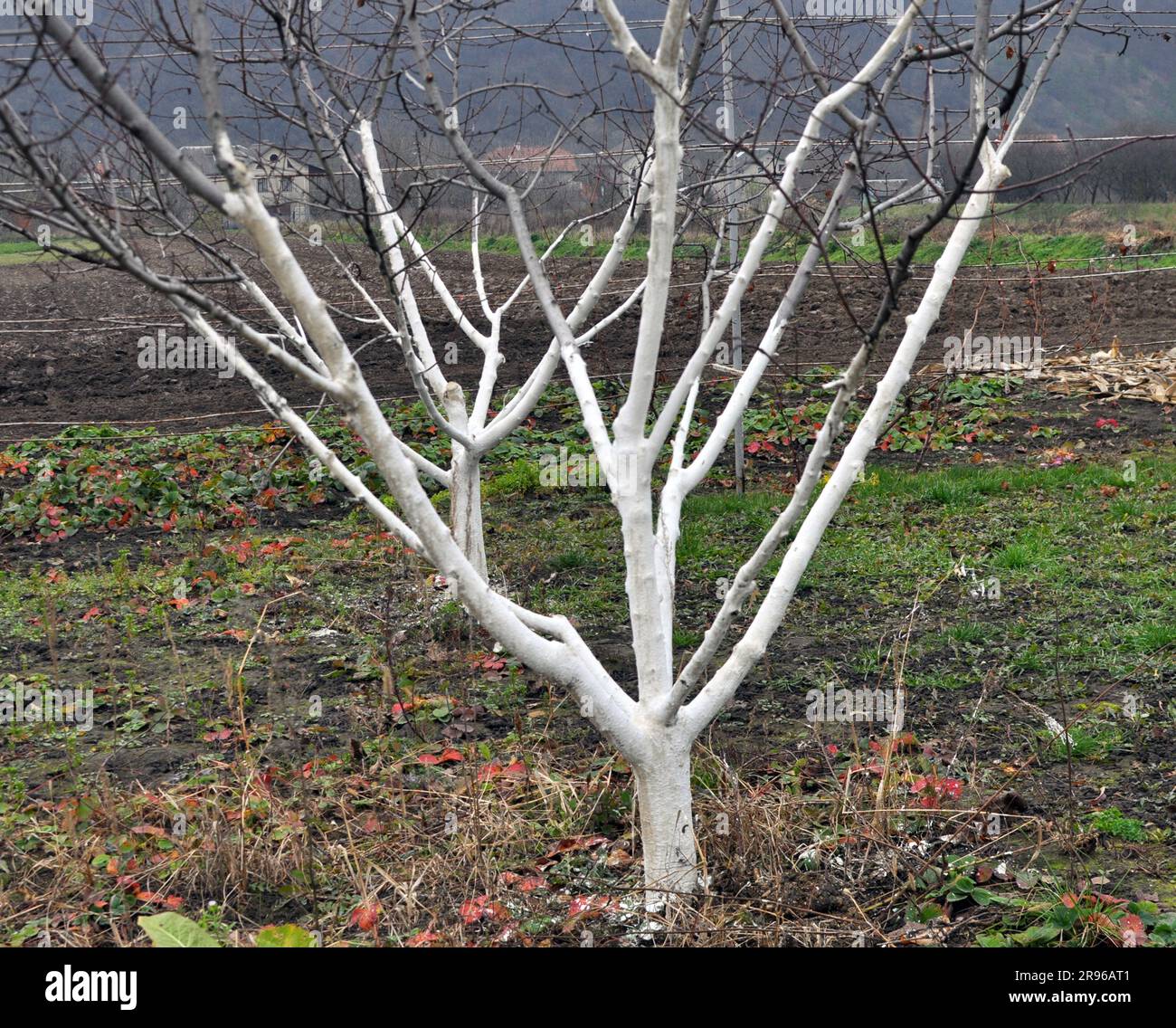 Whitewash of fruit trees in the orchard for protection against pests