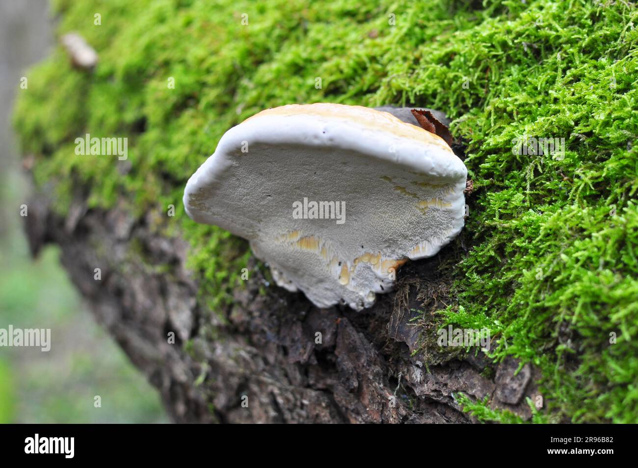 The edible tinder mushroom (Fomitopsis pinicola) grows in the wild Stock Photo