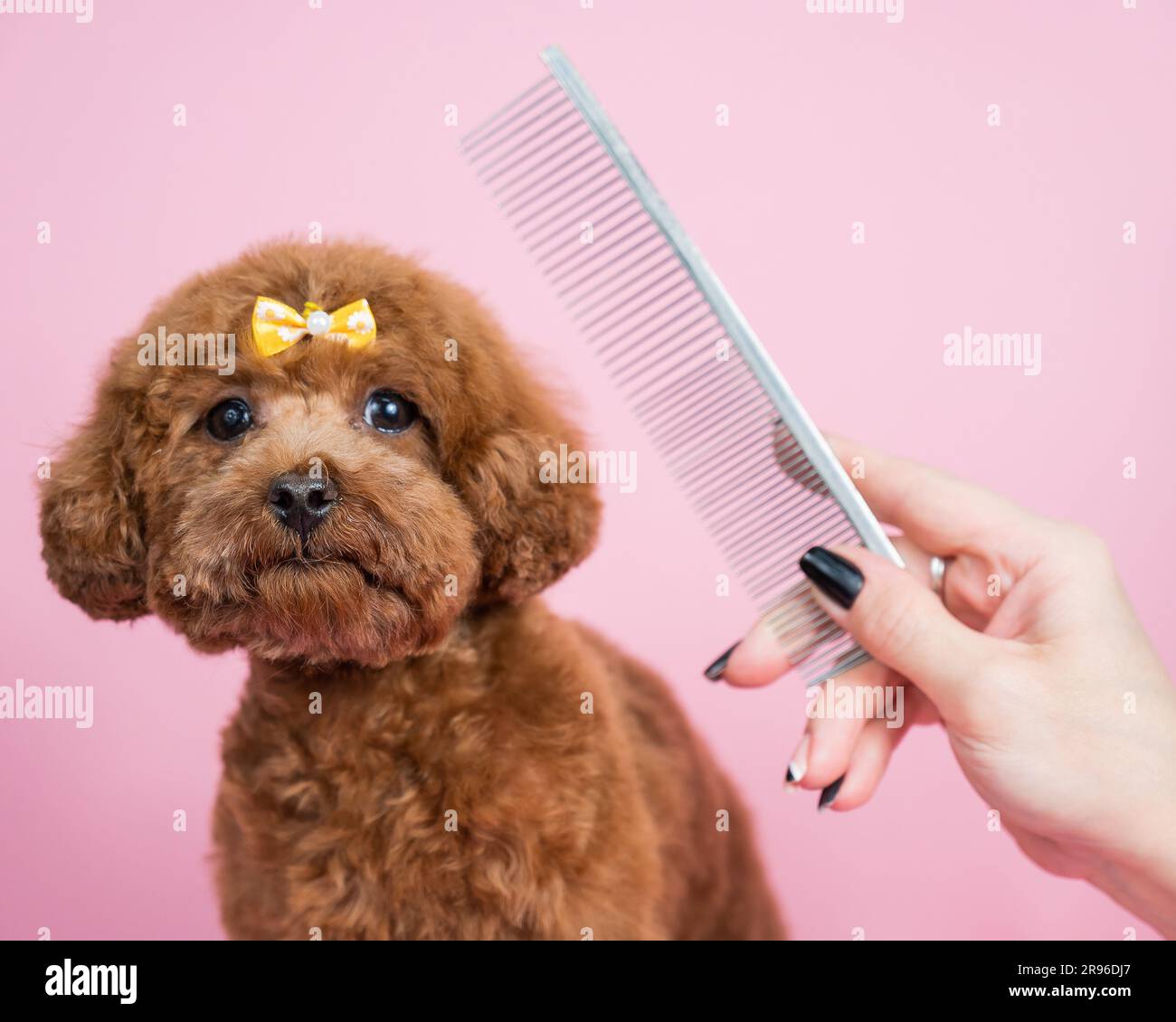 Female doctor combing little hi-res stock photography and images - Alamy