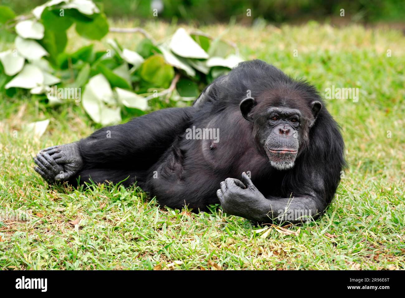 adult-female-chimpanzee-hi-res-stock-photography-and-images-alamy