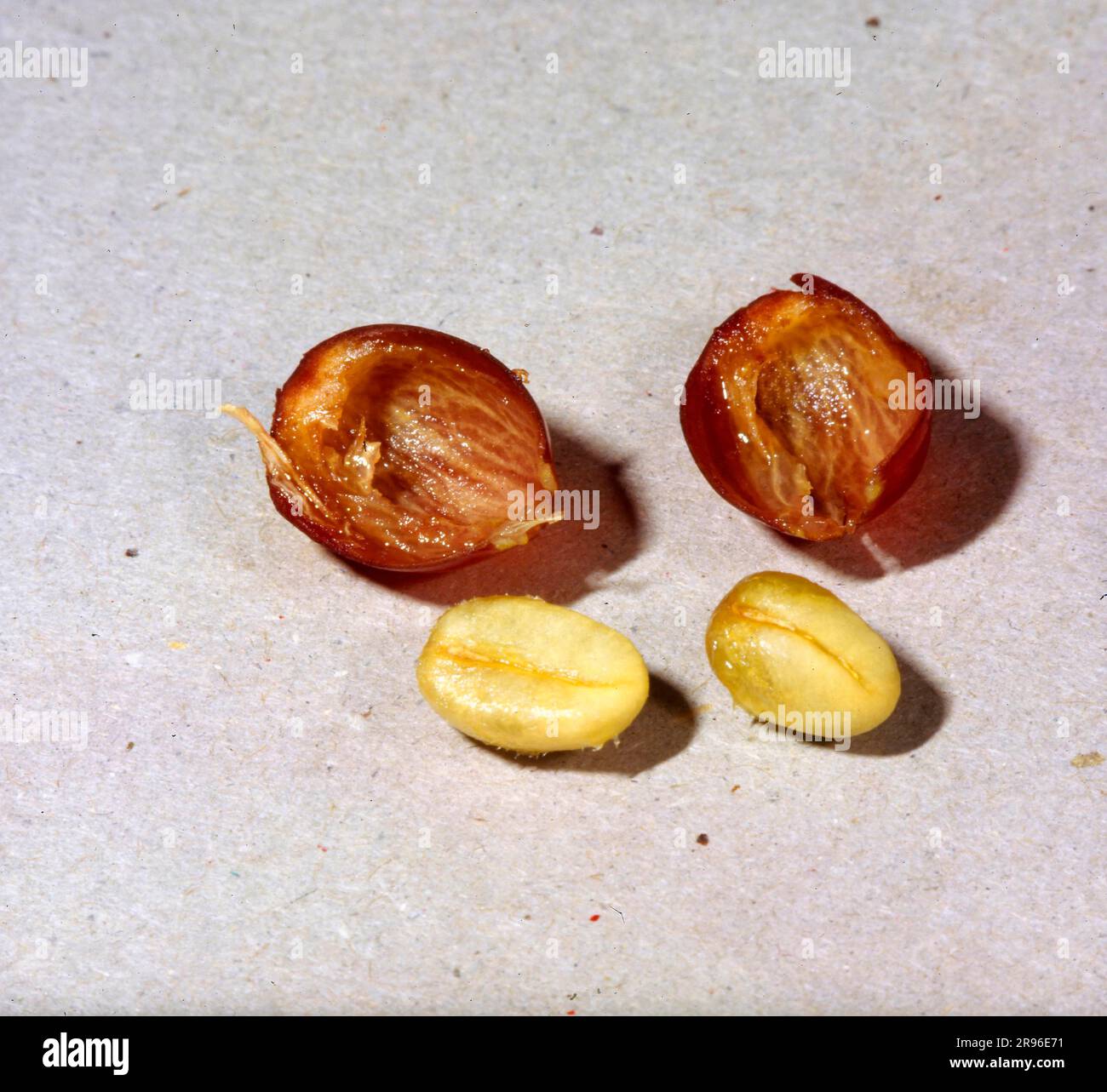 Coffee, fruit skin and 2 beans, fruit skin, the fruit pulp Stock Photo