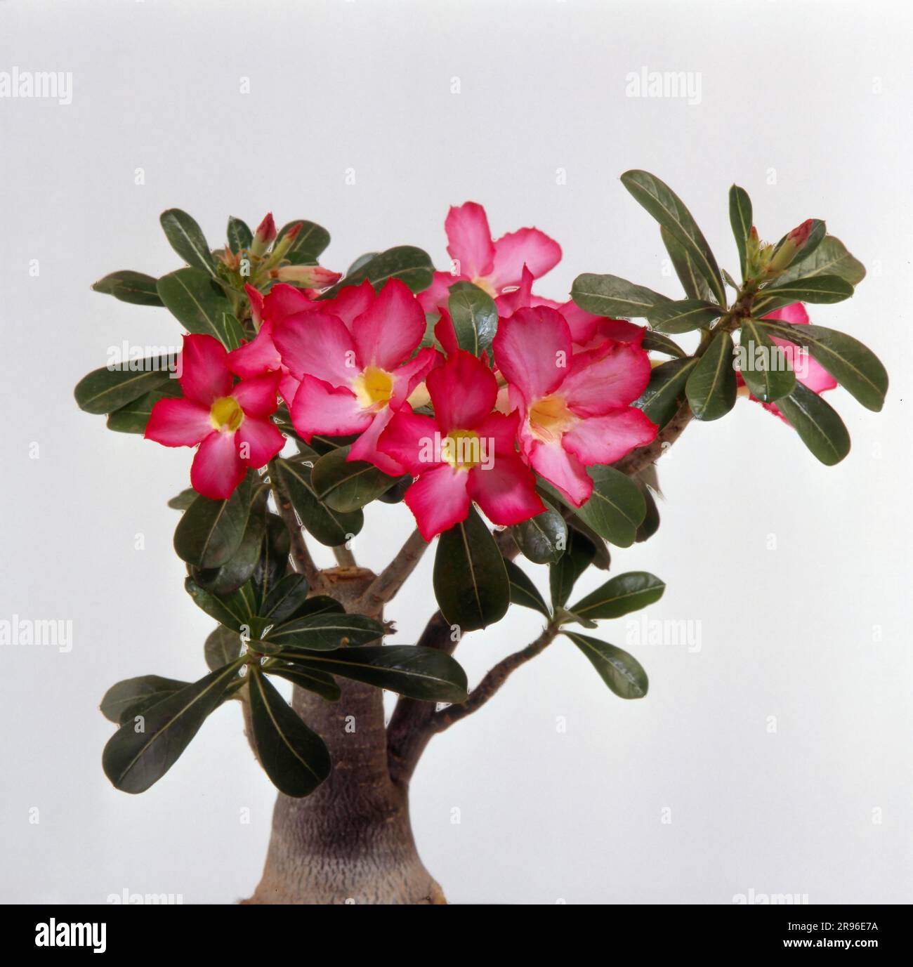 Desert rose (Adenium obesum), Adenium obesum, also desert rose Stock Photo