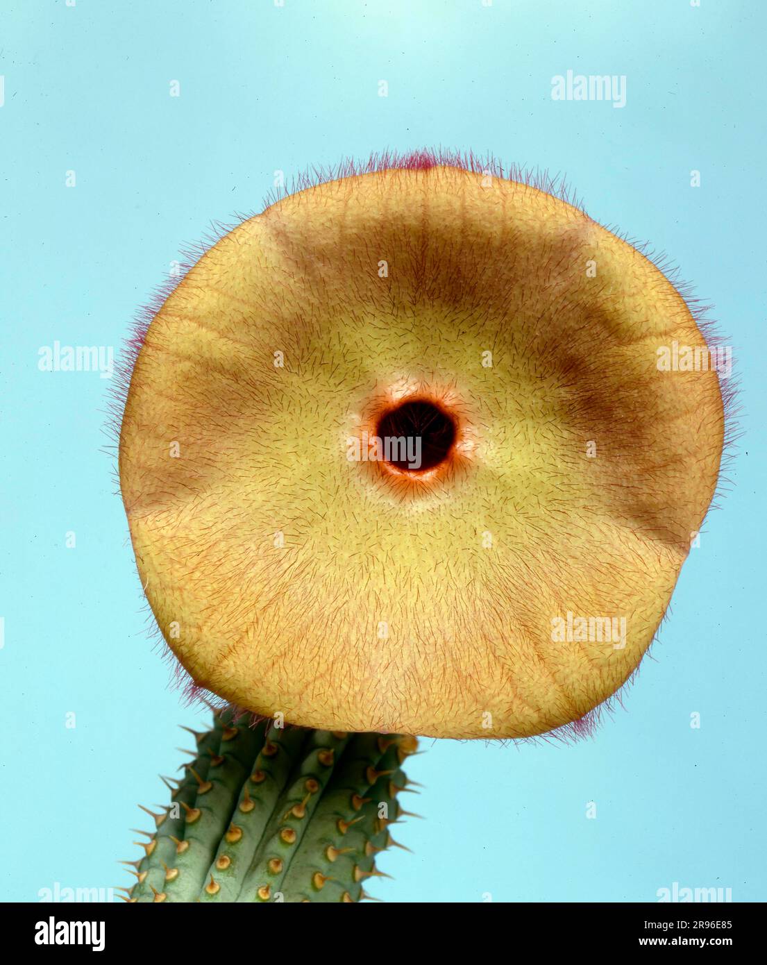 Cactus Hoodia currorii Stock Photo