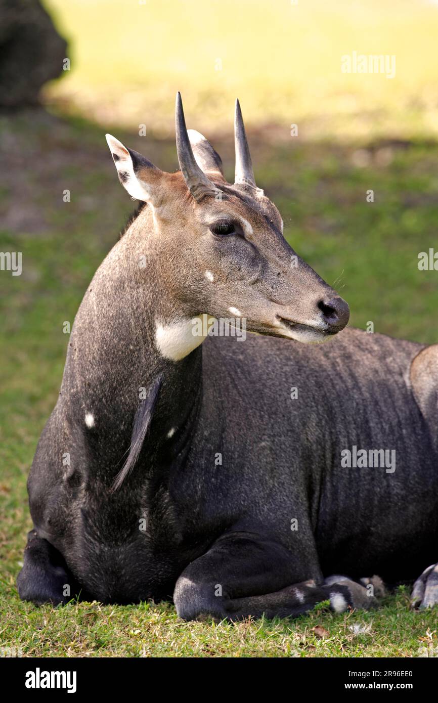 Nilgai (Boselaphus tragocamelus), India, adult, male, resting, portrait