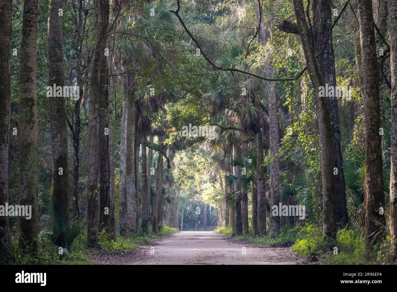Palmetto Avenue on the Saturiwa Trail outside of Kingsley Plantation on Fort George Island in Jacksonville, Florida. (USA) Stock Photo