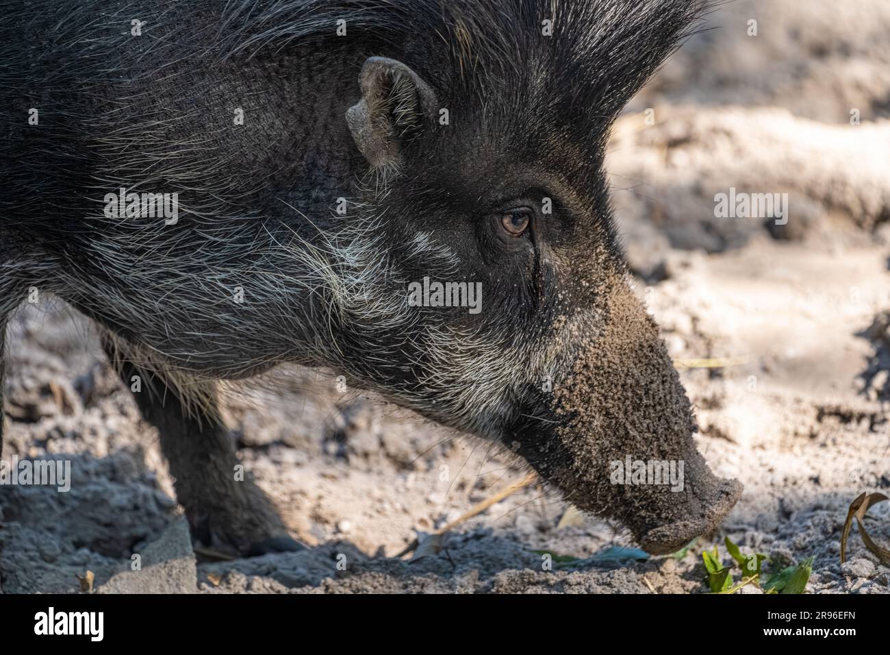 A critically endangered Visayan warty pig at Jacksonville Zoo and Gardens in Jacksonville, Florida. (USA) Stock Photo