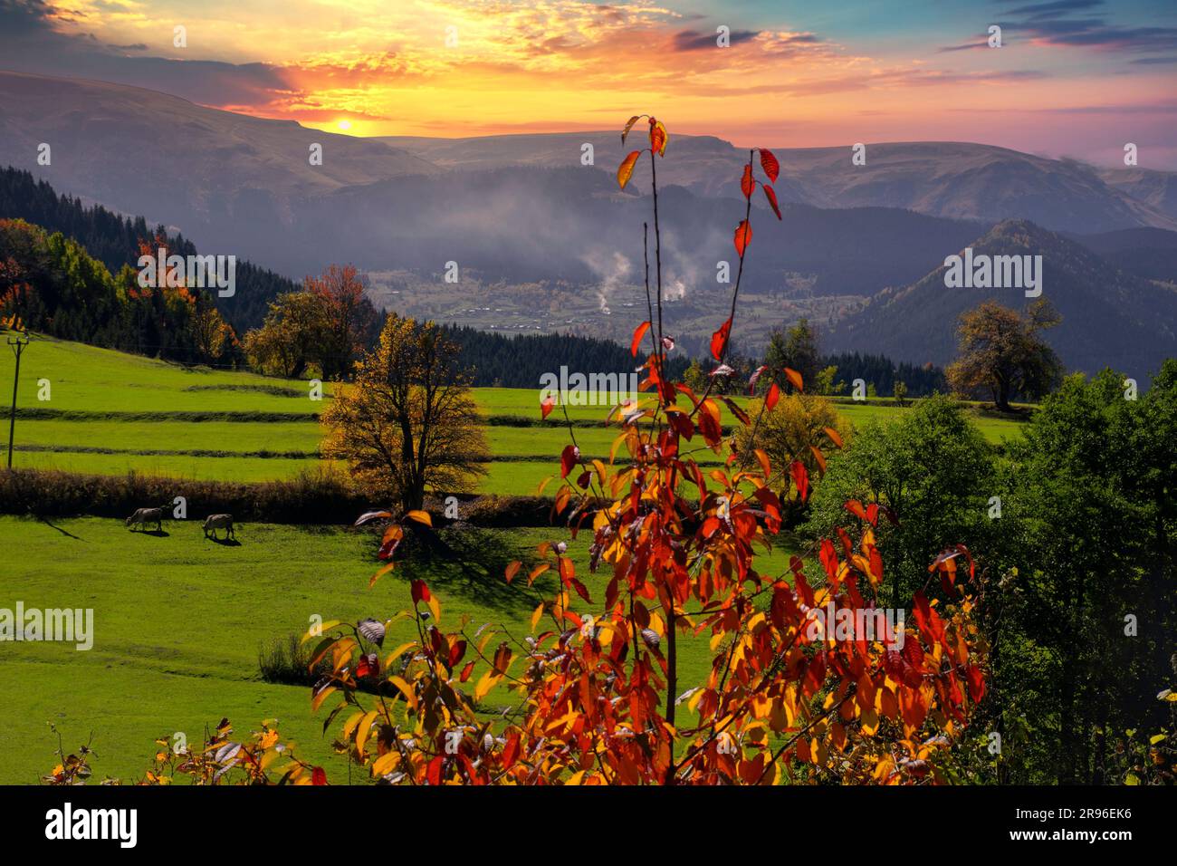Cattle and cows grazing on a plateau at sunset Stock Photo - Alamy