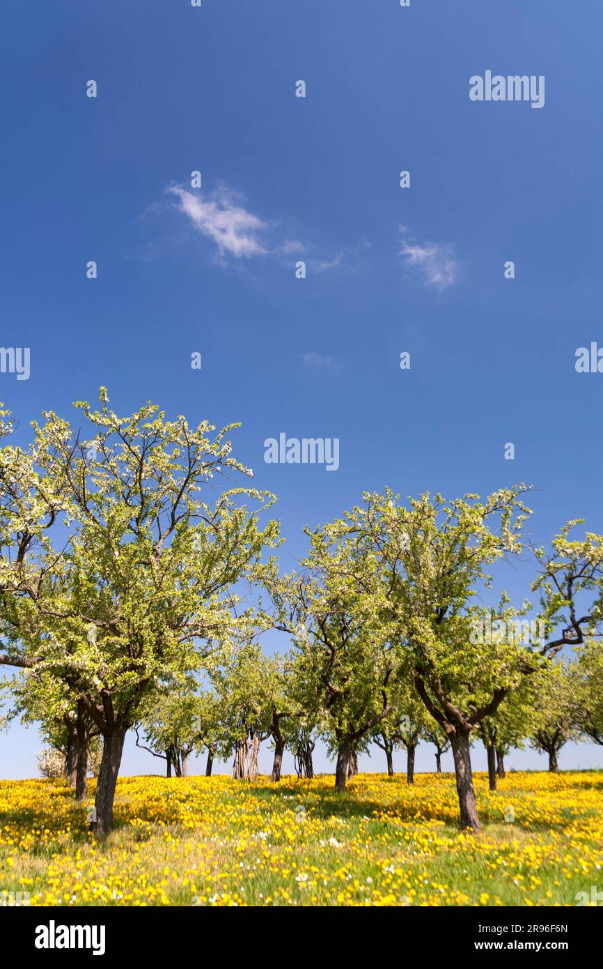Tree blossom orchard meadow hi-res stock photography and images - Alamy