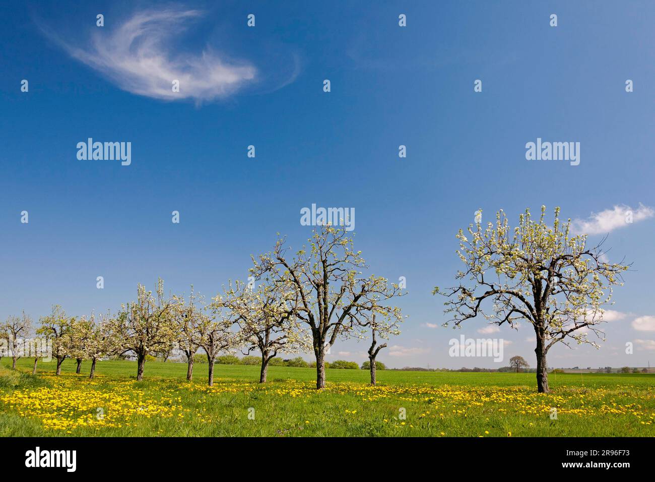 Tree blossom orchard meadow hi-res stock photography and images - Alamy