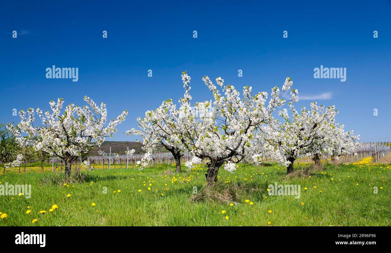 Cherry tree orchard dandelion hi-res stock photography and images - Alamy
