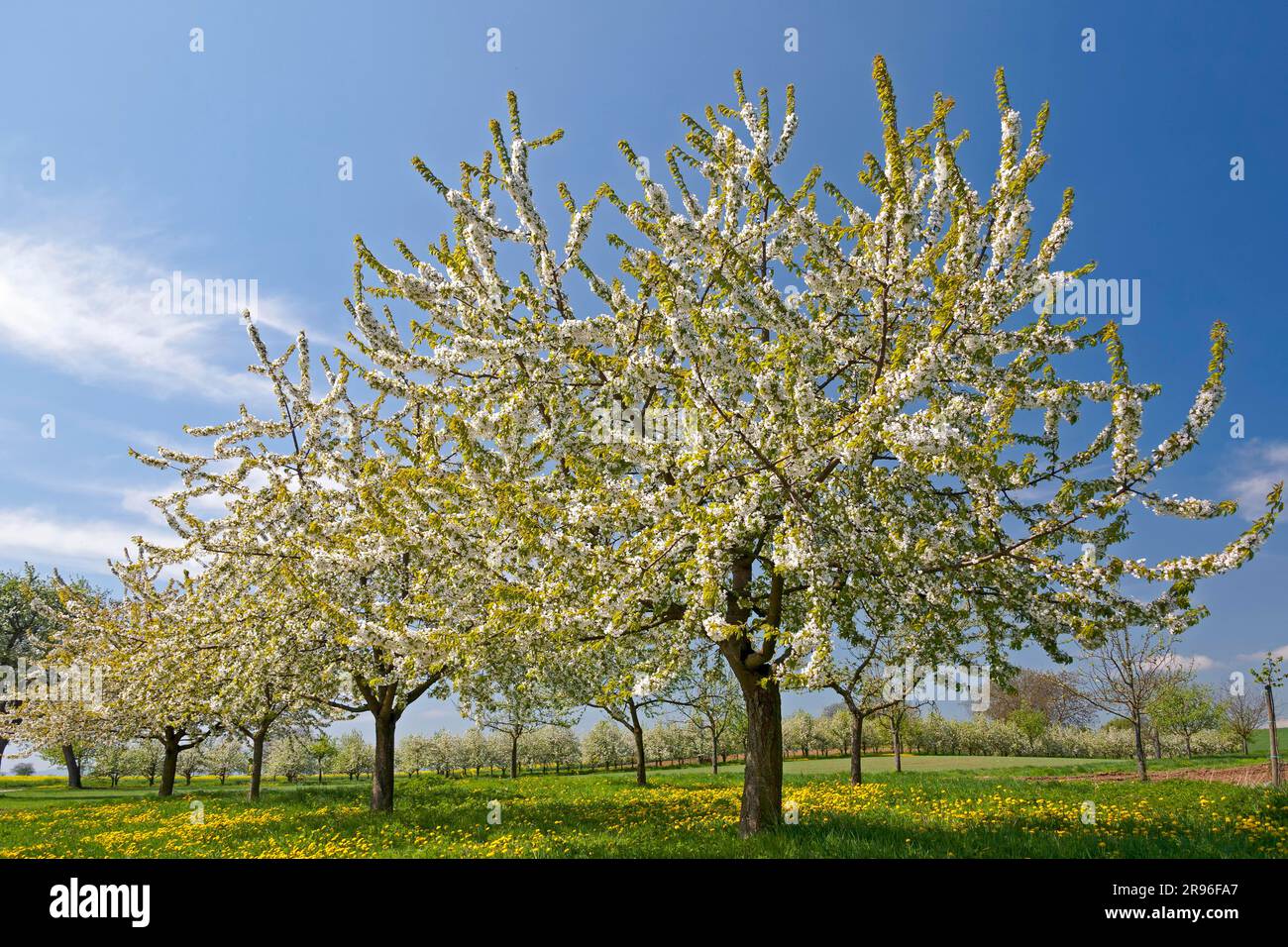 Cherry tree orchard dandelion hi-res stock photography and images - Alamy