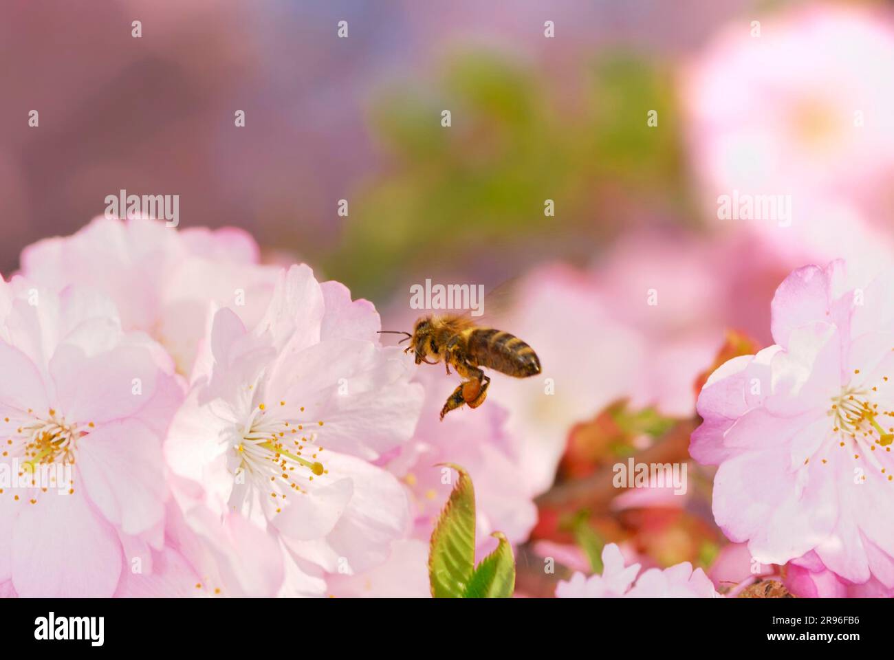 Honeybee flying to pink cherry blossoms Stock Photo