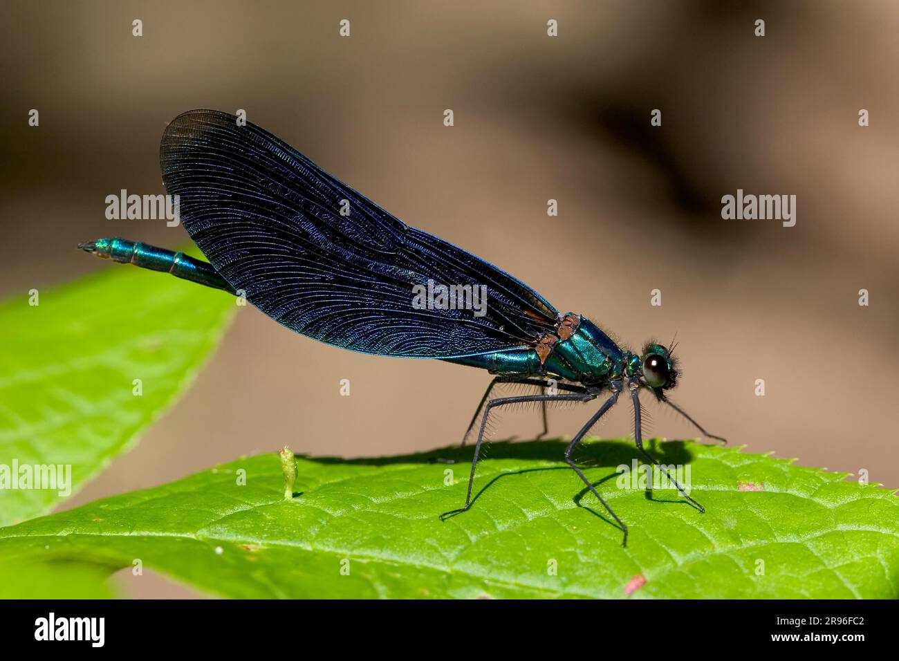 Metallic damselfly hi-res stock photography and images - Alamy