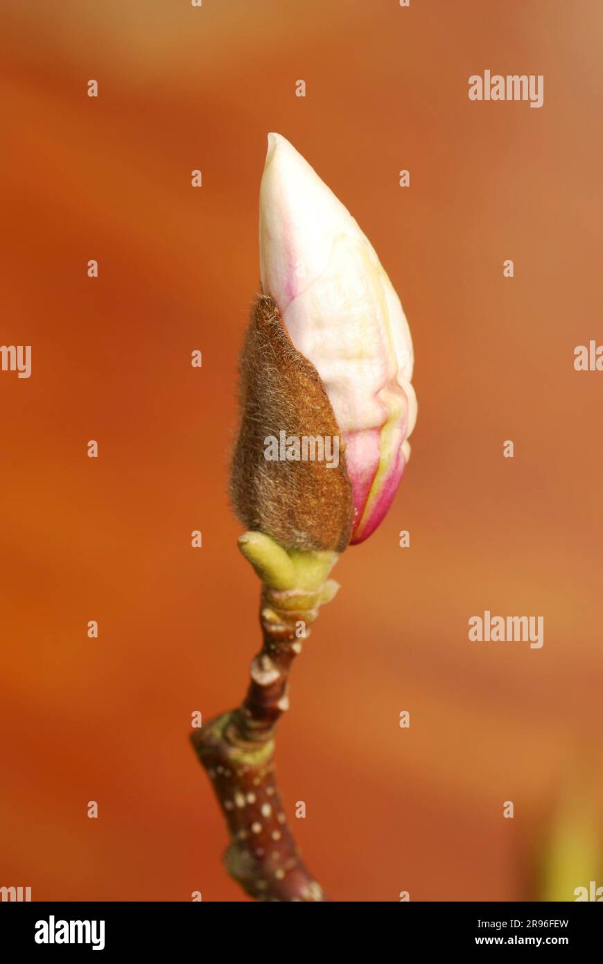 Bud of a magnolia tree Stock Photo - Alamy