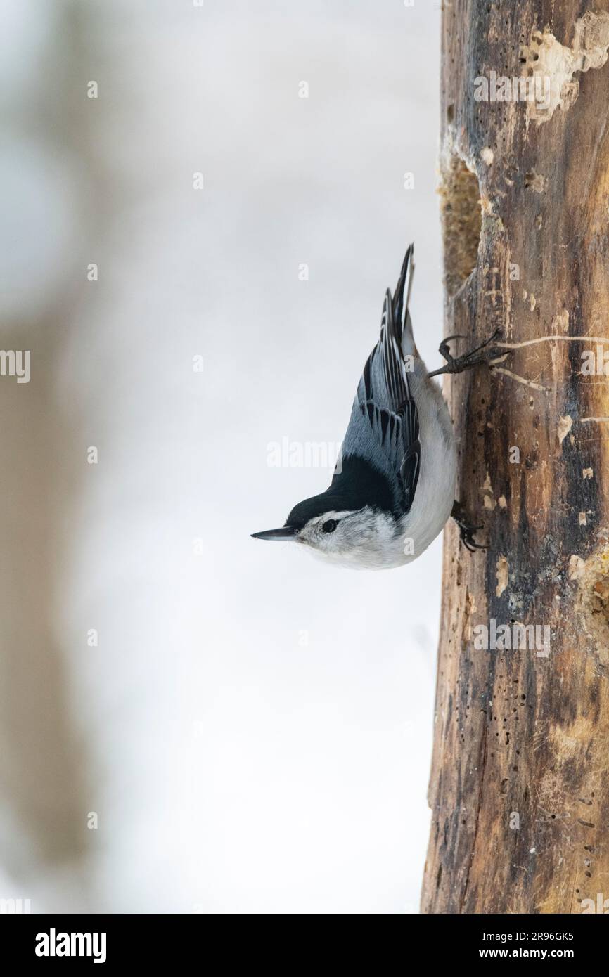 White-breasted Nuthatch, Sitta carolinensis, on tree trunk searching for food Stock Photo