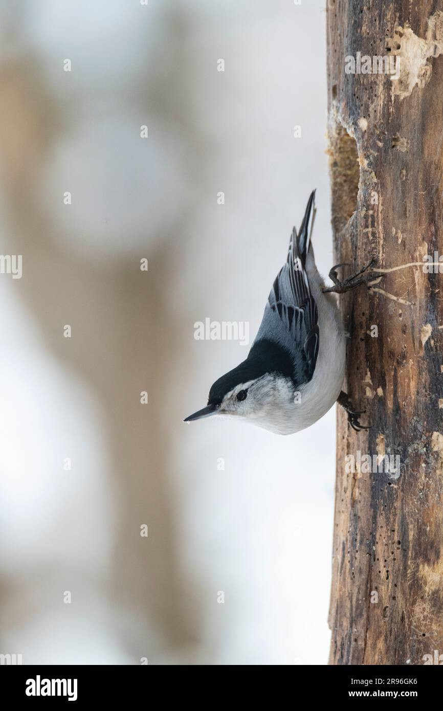 White-breasted Nuthatch, Sitta carolinensis, on tree trunk searching for food Stock Photo