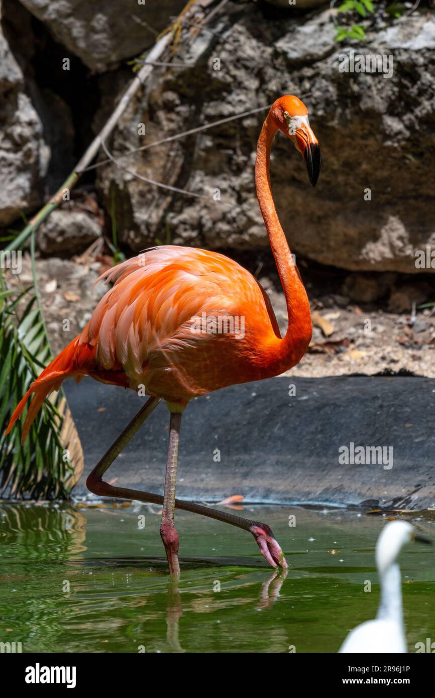 flamant-flamant-rose-oiseaux-nature-hi-res-stock-photography-and-images