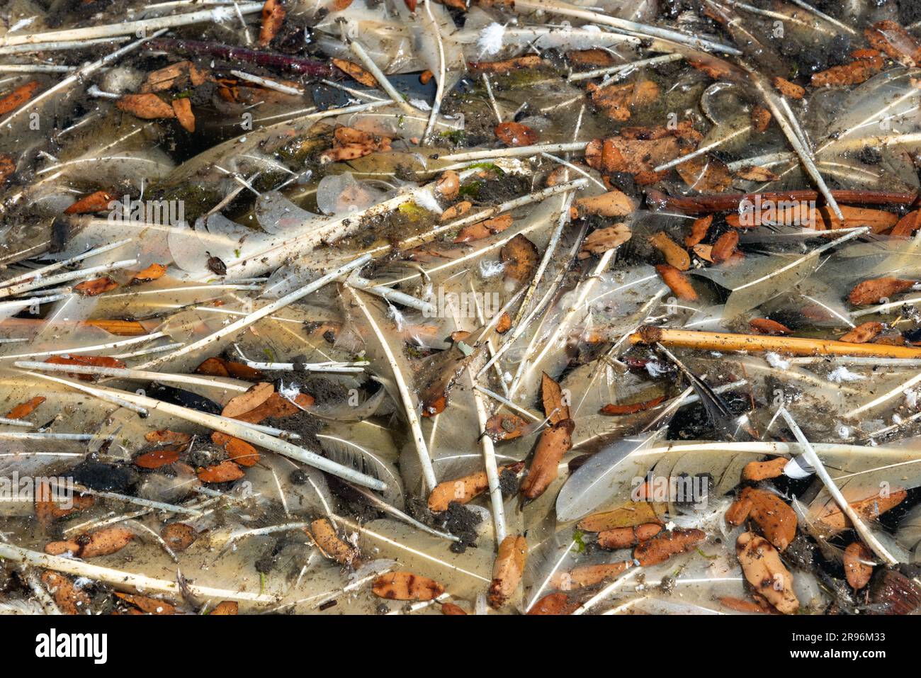 Floating debris on a lake, consisting of bird feather, leaves and general rubbish. Stock Photo