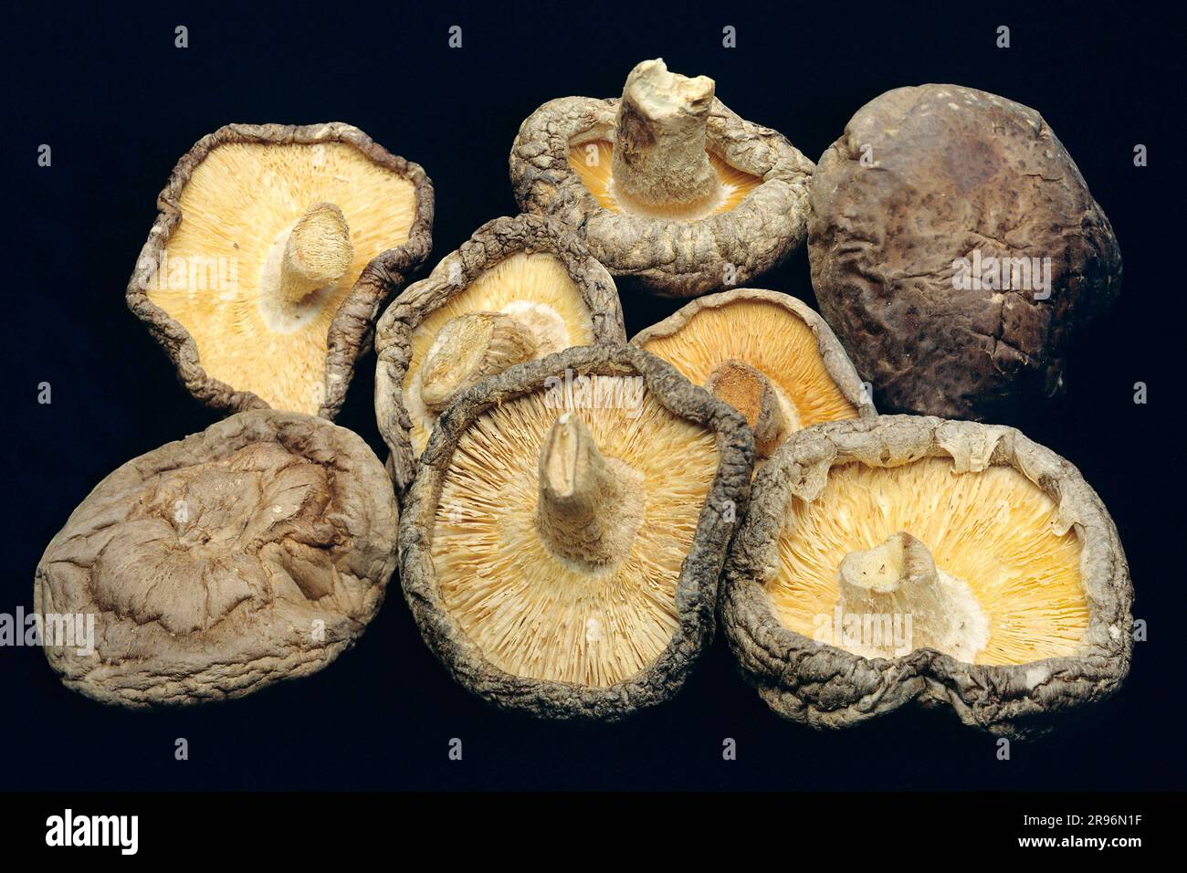 Shitake mushrooms, dried, Shiitake (Lentinus edodes), Shitake Stock Photo