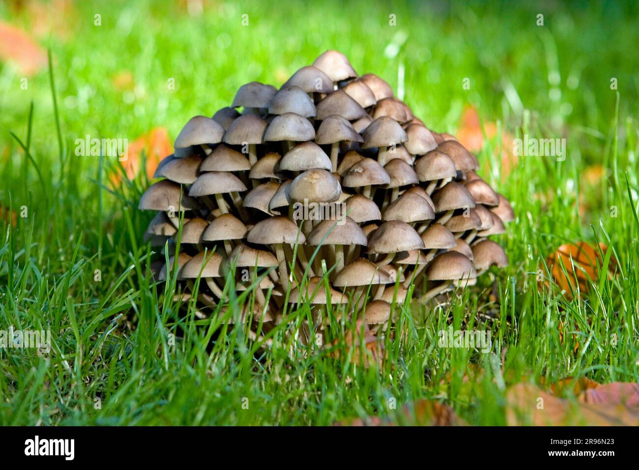 Tufted Fibrous Mushroom, SchleswigHolstein (Psathyrella multipedata