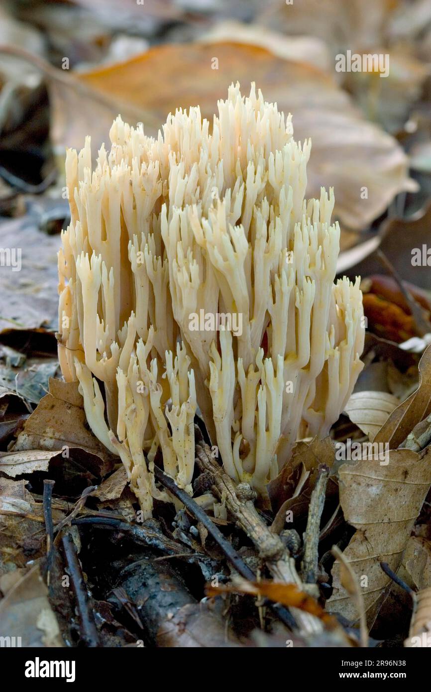 Stiff coral (Ramaria stricta), Lower Saxony, Germany Stock Photo