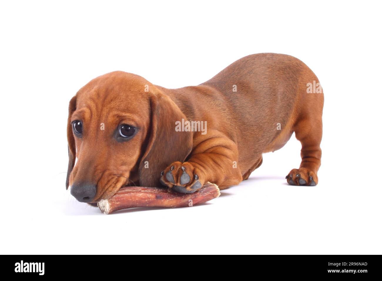 Shorthaired dachshund, red, with chewing bone, dachshund, dachshund, chewing toy, chewing
