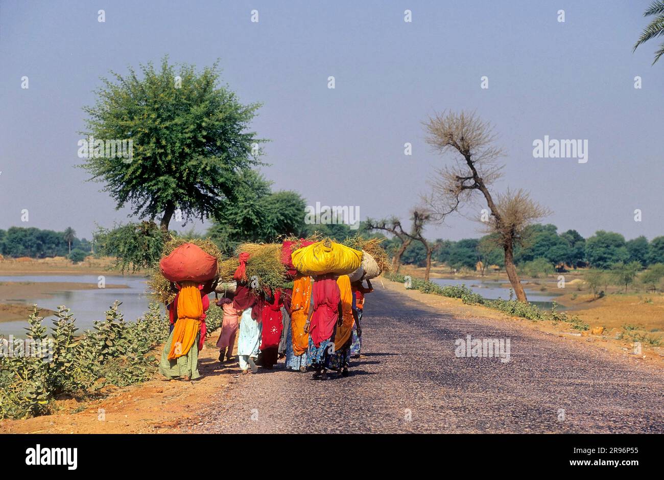 Indian woman carrying hay home, North India Stock Photo Alamy