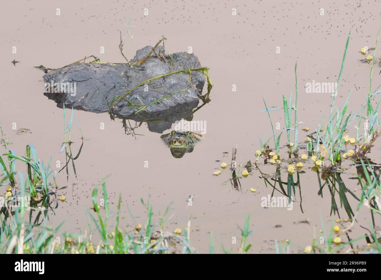 Indian Flapshell Turtle, Keoladeo Ghana national park, Rajasthan, India (Lissemys punctata), Indian Mud Turtle Stock Photo