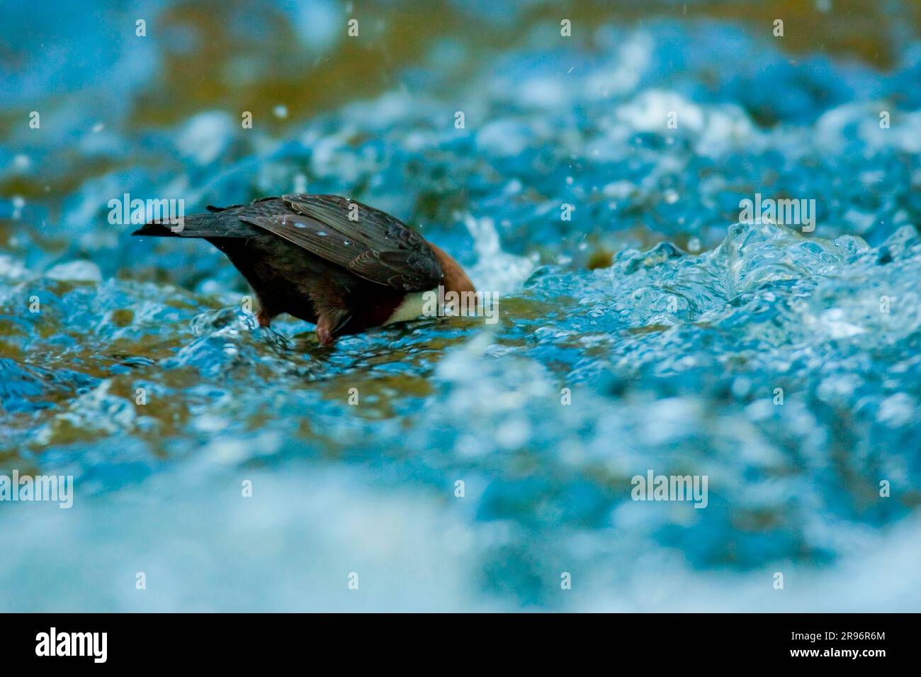 White-breasted dipper (Cinclus cinclus), foraging, diving, Rhineland-Palatinate, Germany Stock Photo