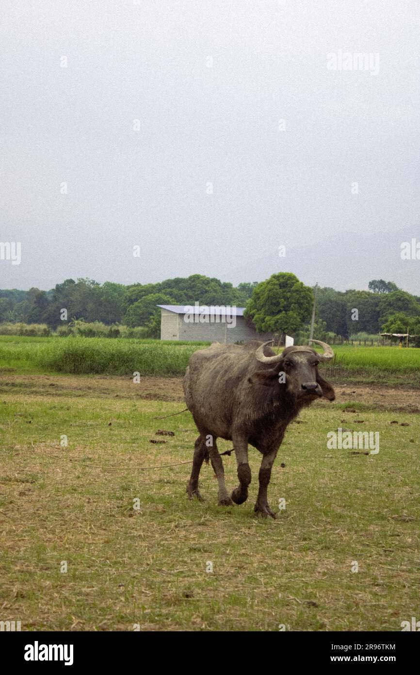 Gray carabao in Iba, Philippines Stock Photo