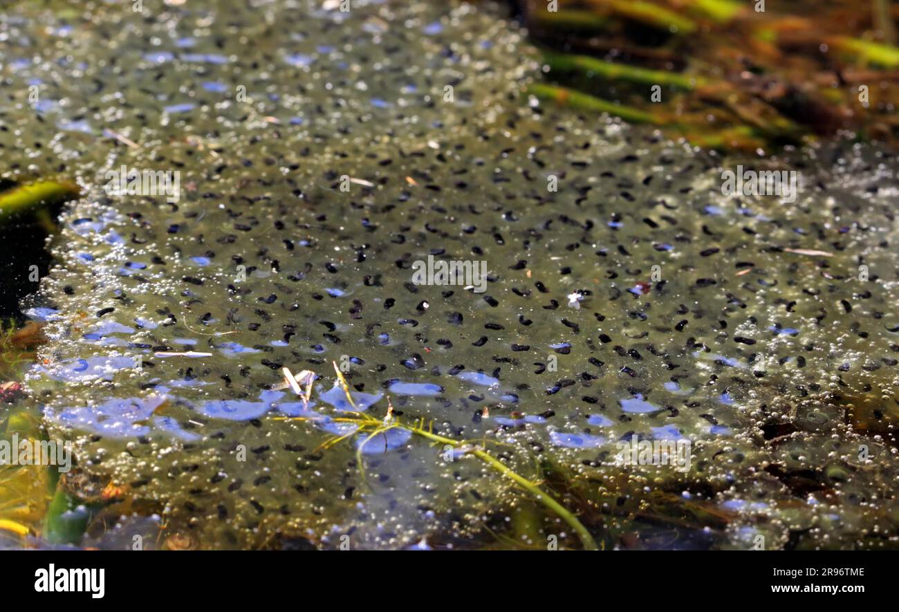 Froschlaich im Teich, Spawn a wildlife