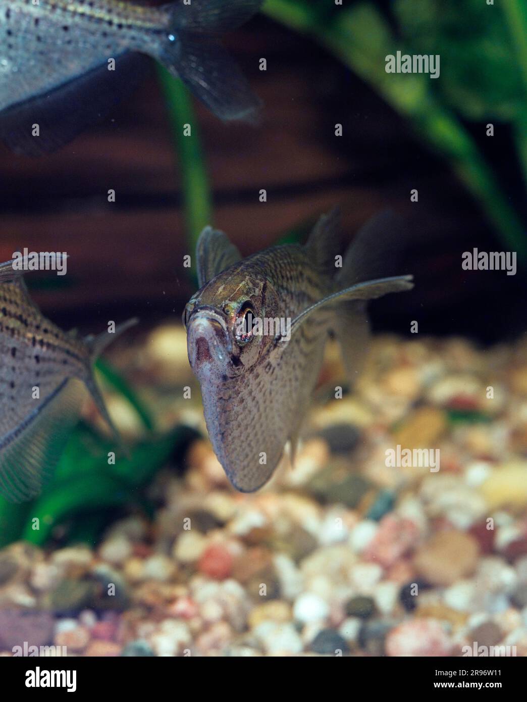 Spotted hatchetfish (Gasteropelecus maculatus), Spotted silver hatchet Stock Photo