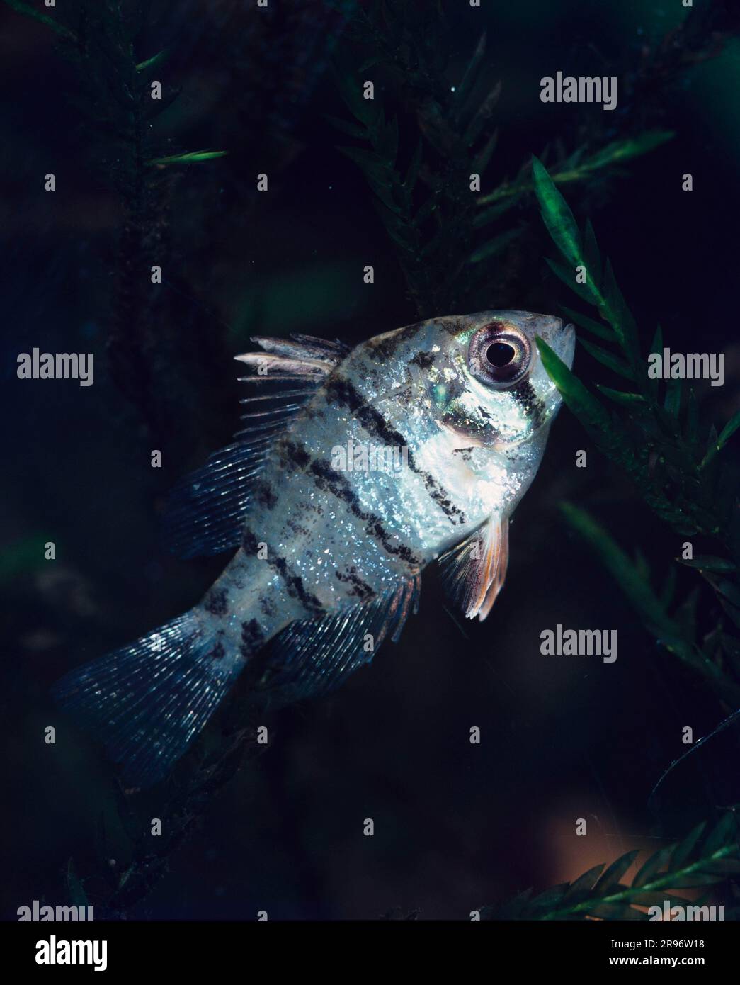 Blackbanded hi-res stock photography and images - Alamy