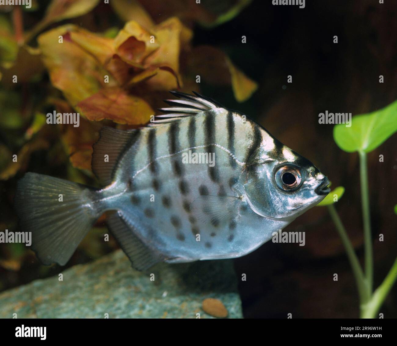 Argus fish (Scatophagus argus), lateral Stock Photo