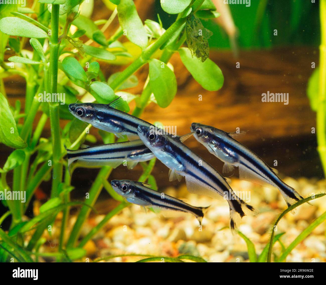 Blue stripe glass catfish (Eutropiellus debauwi), Dwarf glass catfish, Fork-tail glass catfish Stock Photo