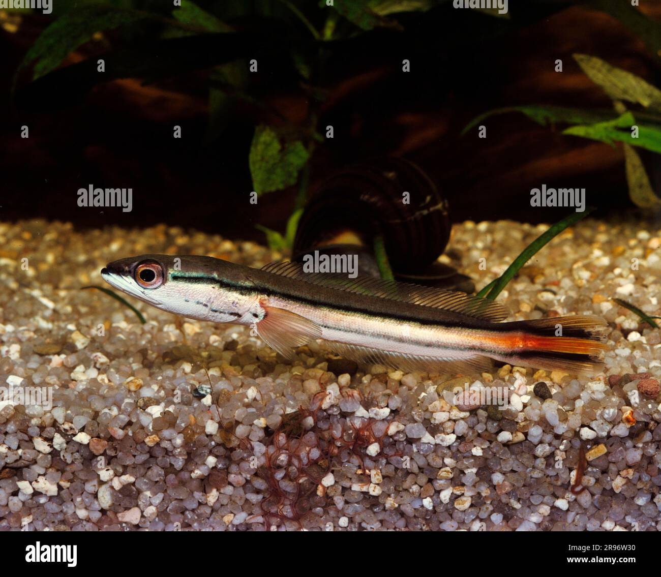 Lateral striped snakehead (Ophicephalus micropeltes) Stock Photo