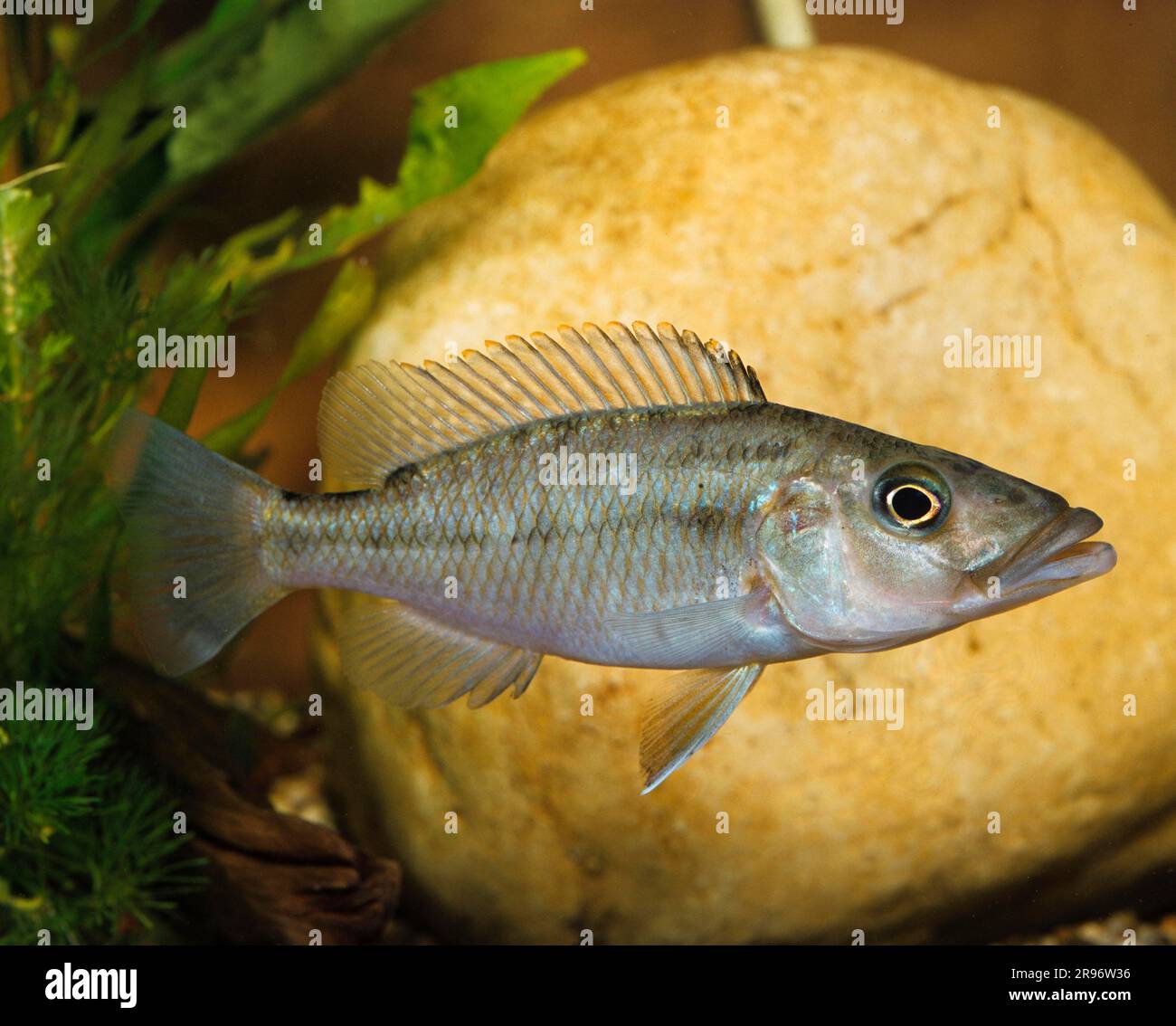 Cichlid (Haplochromis), lateral Stock Photo Alamy