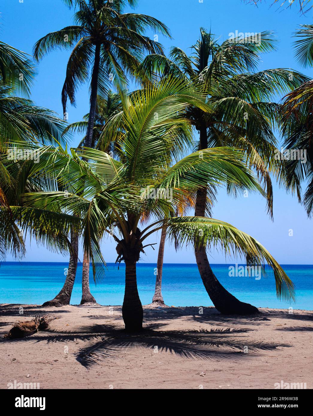 Palm trees on tropical beach, Caribbean, Honduras, Central America