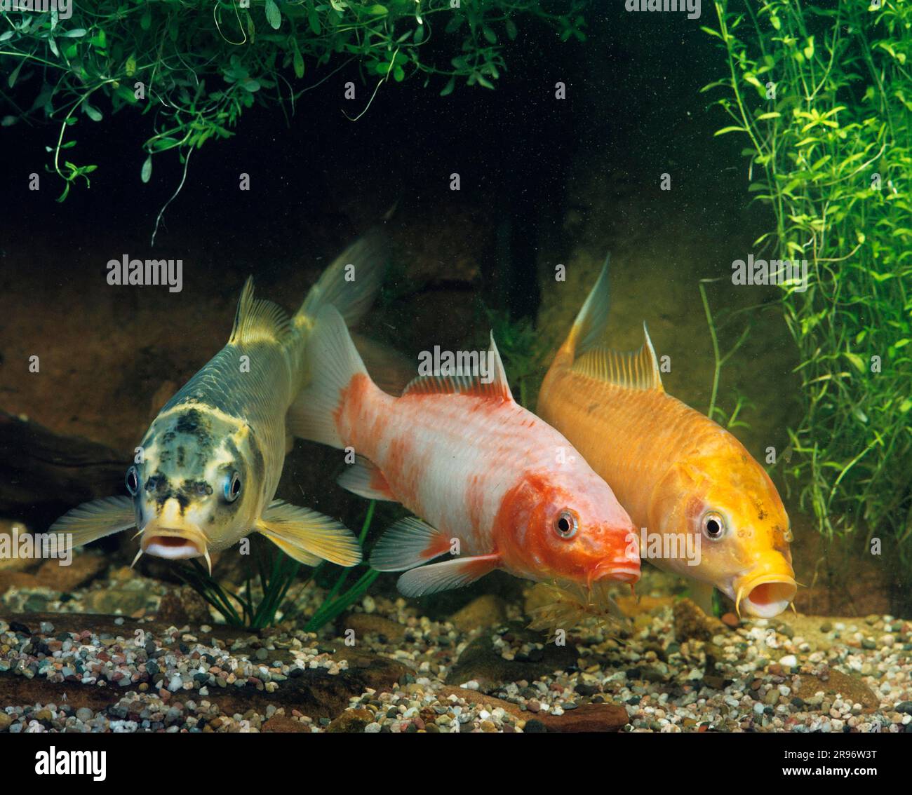 River carp (Cyprinus carpio), farmed form, carp Stock Photo Alamy