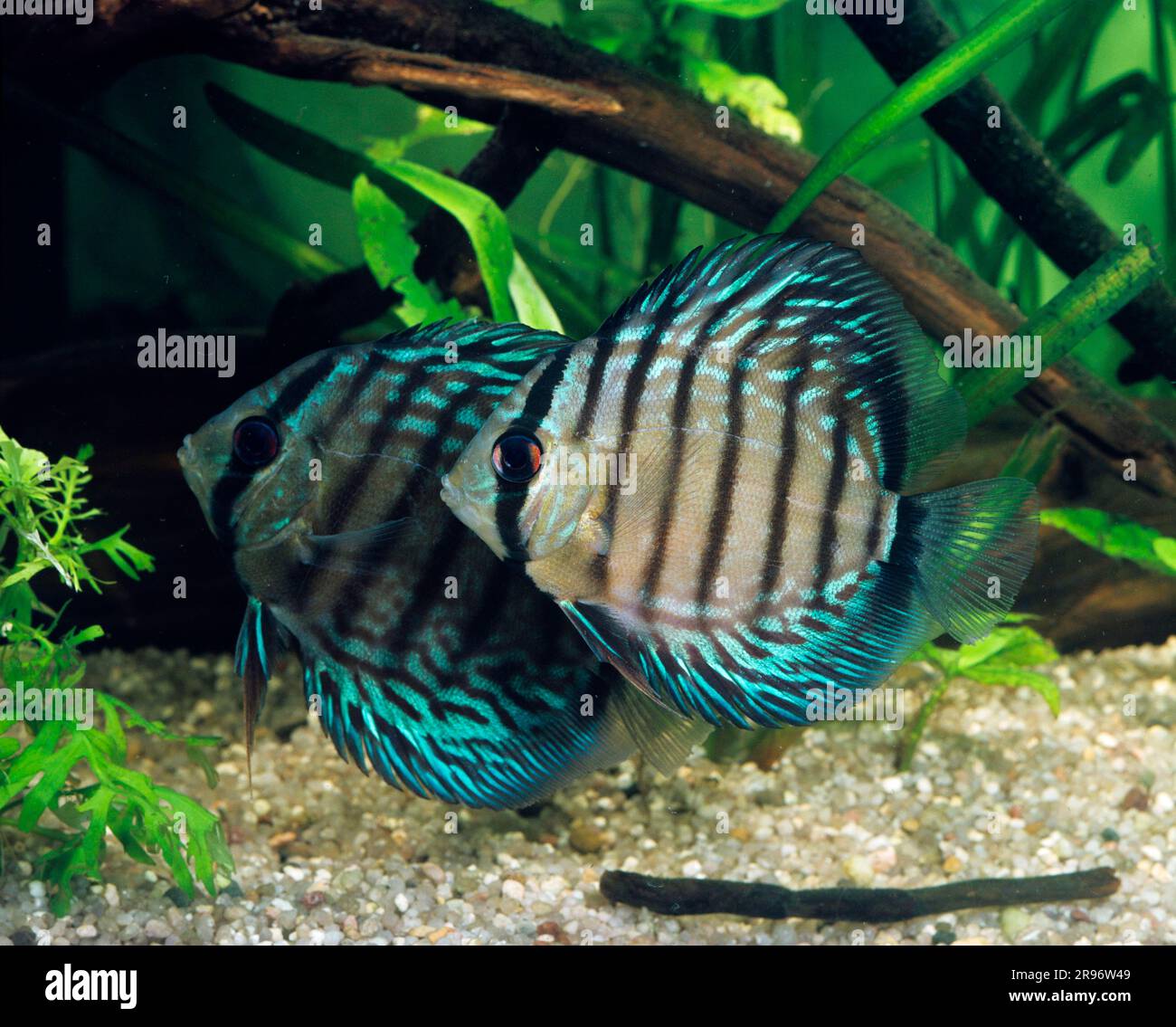 Blue discus (Symphysodon aequifasciata haraldi), discus fish, lateral Stock Photo