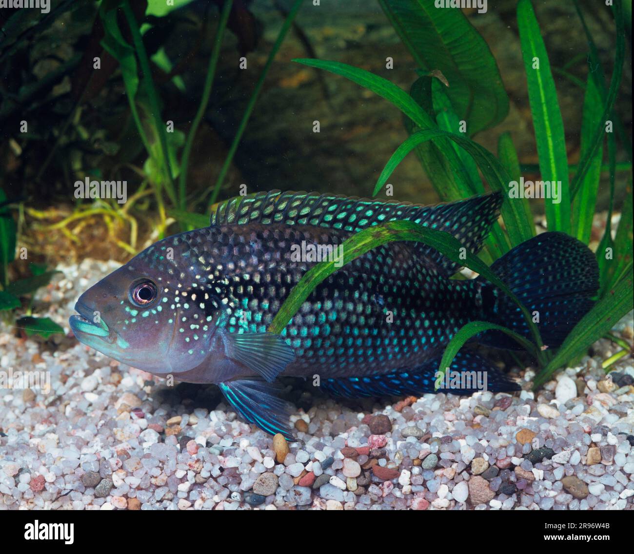 Stretched scraped mouth cichlid (Labeotropheus trewavasae), scraped mouth cichlid, cichlid Stock Photo