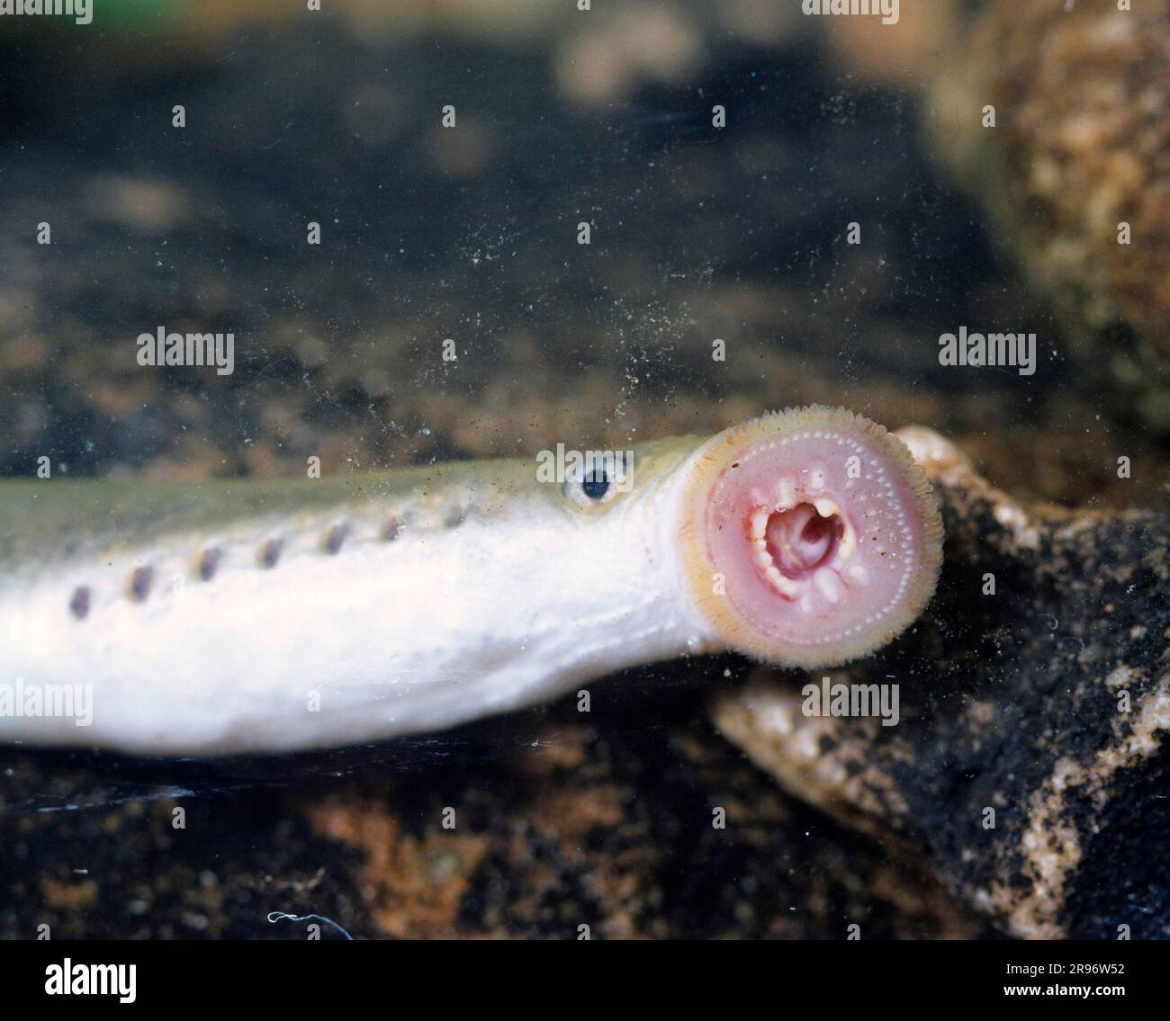 European brook lamprey (Lampetra planeri) Stock Photo