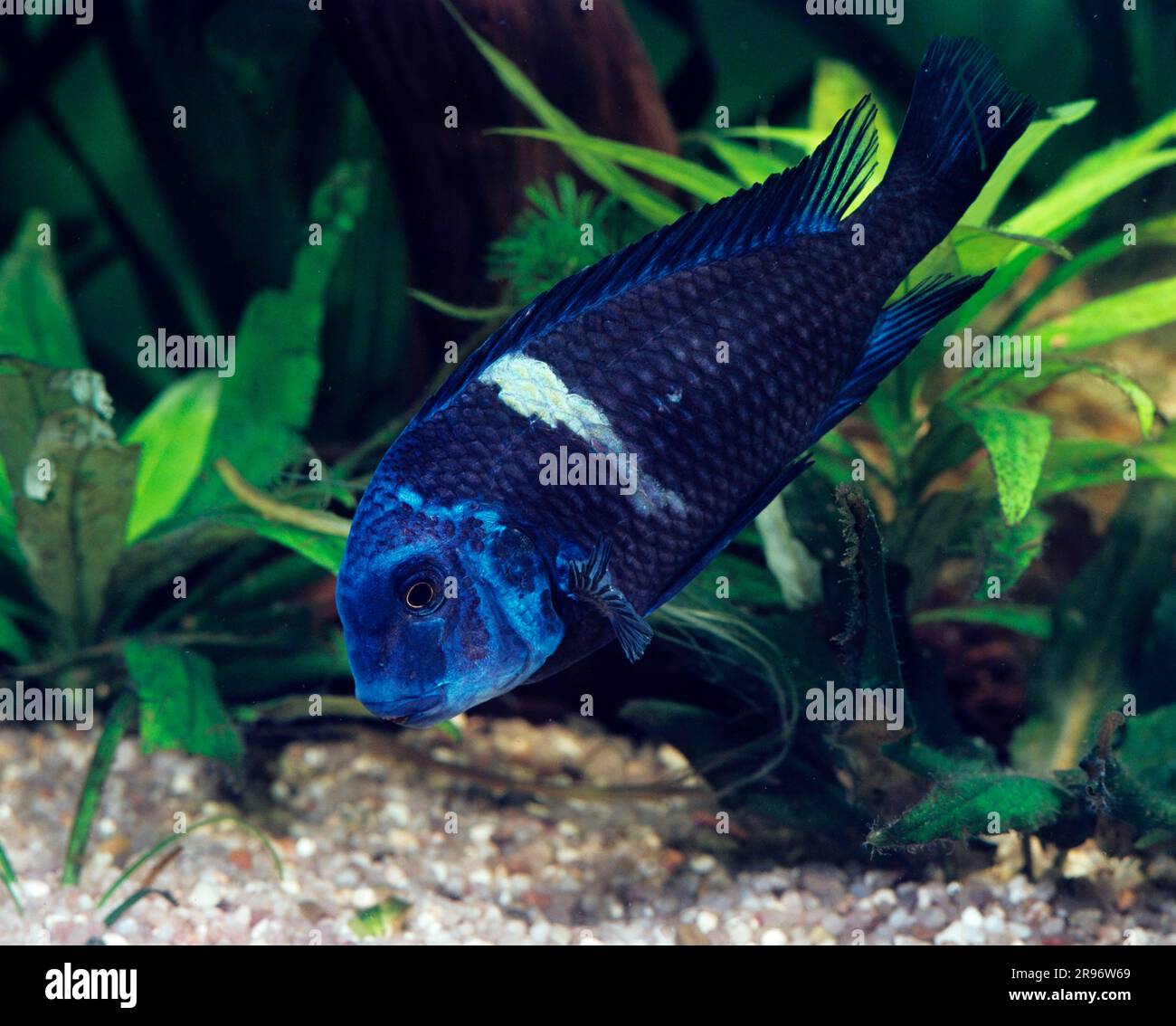 White-spotted bramble (Tropheus duboisi), white-spotted cichlid, lateral Stock Photo