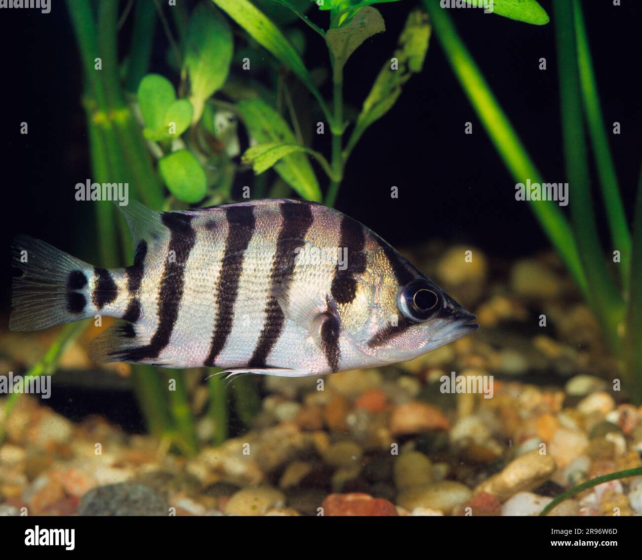 Tiger fish (Datnioides microlepis), lateral Stock Photo