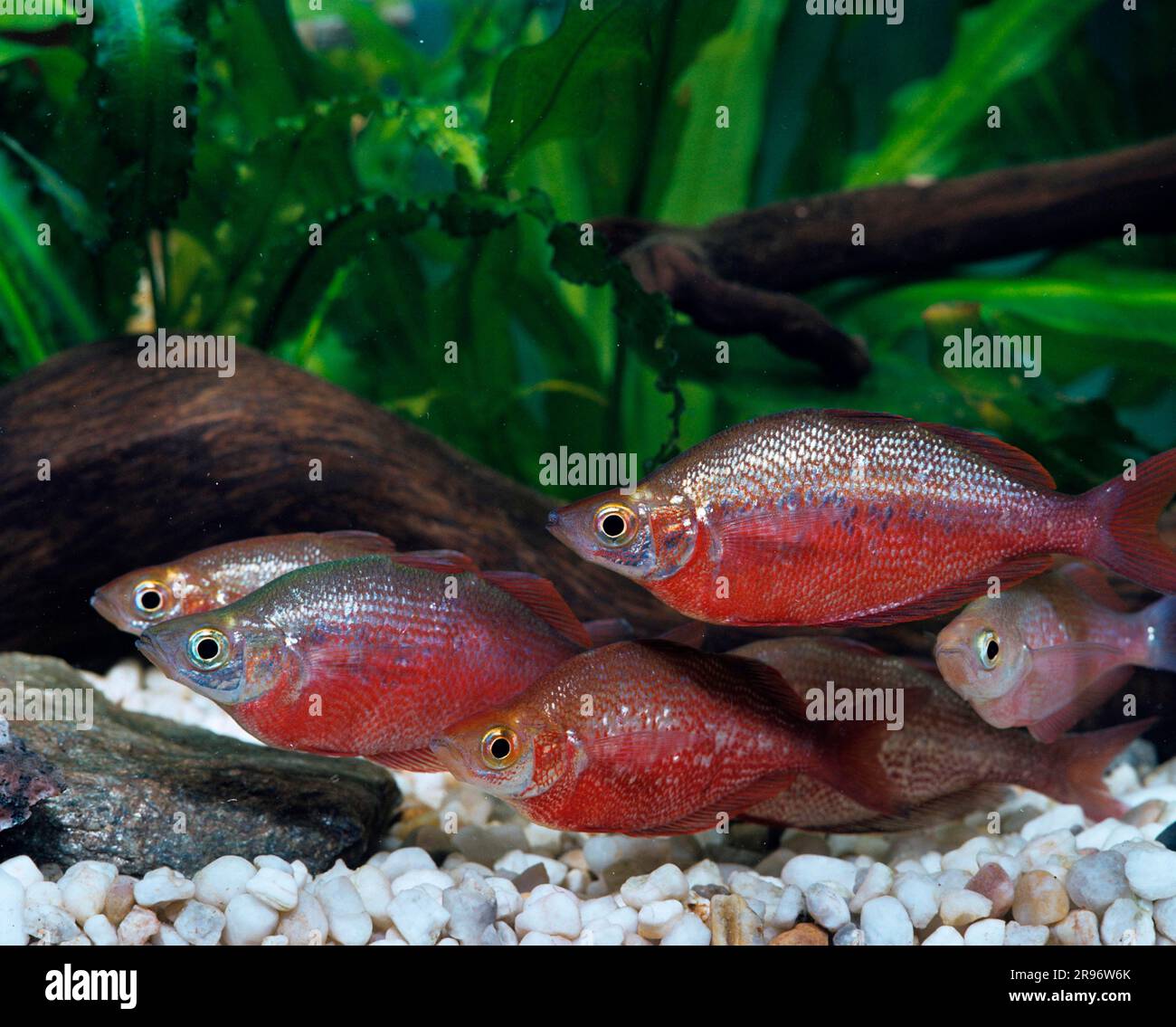 Rainbowfishes (Melanotaenia) Stock Photo