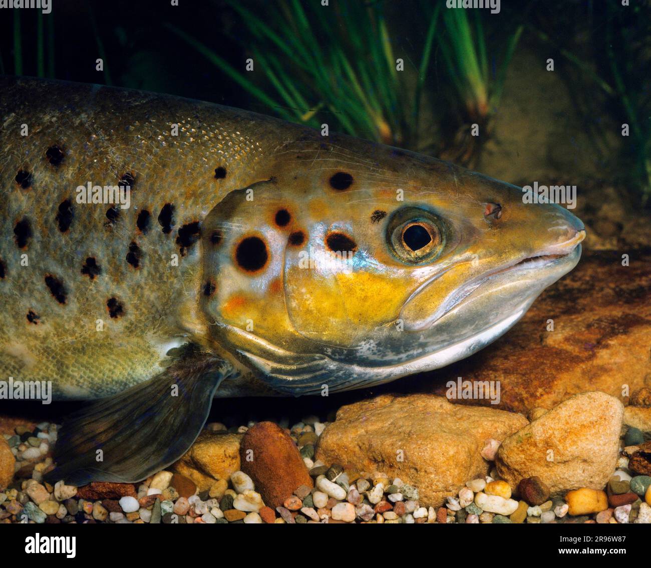Atlantic salmon (Salmo salar) Stock Photo