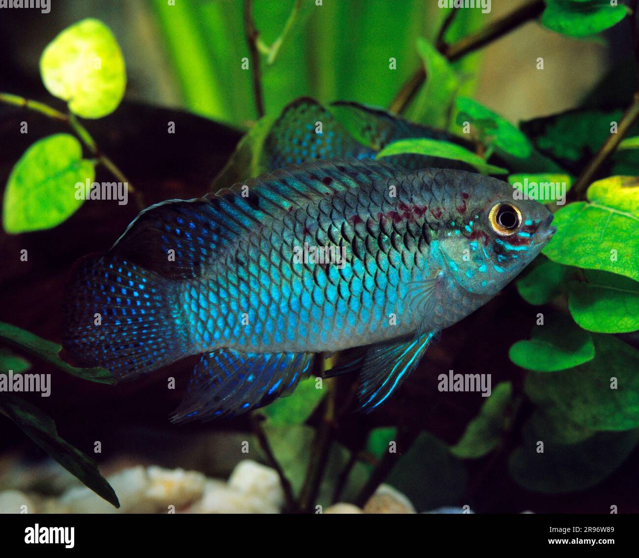 (Aequidens curviceps), spotted cichlid, lateral Stock Photo